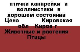  птички канарейки  и воллнистики  в хорошем состоянии › Цена ­ 2 000 - Кировская обл., Киров г. Животные и растения » Птицы   